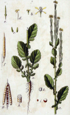 Barbarea stricta Small-flowered winter-cress